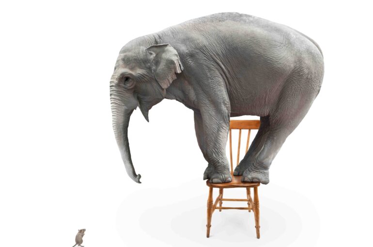 Elephant's fear of mice